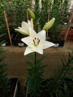 [5071 Richmond No01.JPG]